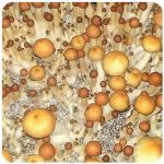 Псилоцибиновые (галлюциногенные)  грибы Psilocybin "Golden Teacher" в Ногинске